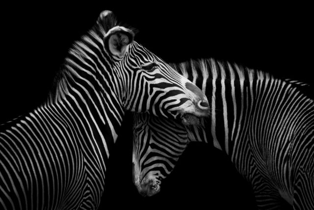 CEWE - zebras